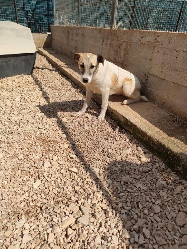 Astra - Nato/a il: Agosto 2025 Razza: Meticcio simil lupoide Taglia: Media Peso: da adulta 20-23 kg Carattere: Dolce, buona Foto 6